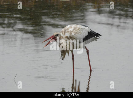 Stork attraper un ver Banque D'Images