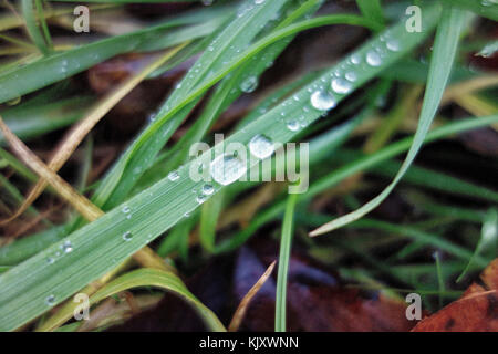 Close up de gouttes d'eau sur un brin d'herbe verte. Banque D'Images