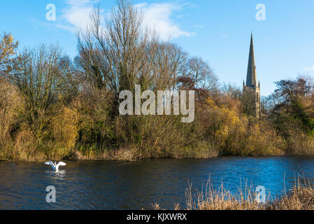 All Saints Church spire sur l'autre côté de la rivière Great Ouse à St Ives, vu de Hemingford Grey pré, Cambridgeshire, Angleterre, Royaume-Uni. Banque D'Images