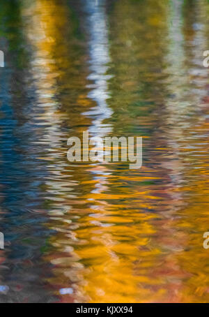 Reflet de Silver Birch Tree on a de l'eau moirée. Banque D'Images