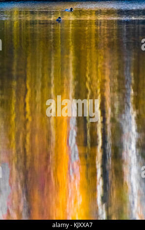 Reflet de Silver Birch Tree on a de l'eau moirée. Banque D'Images