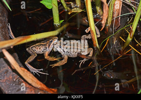 Deux hommes combattre dans les grenouilles des marais à rayures (Limnodynastes peronii), St Ives, Australie Banque D'Images