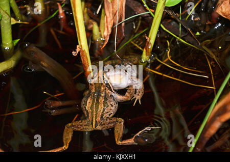 Deux hommes combattre dans les grenouilles des marais à rayures (Limnodynastes peronii), St Ives, Australie Banque D'Images