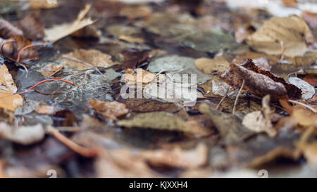 Les feuilles humides multicolores après une pluie. Traite de l'automne. Dans la flaque le feuillage est mouillé. Magnifique cadre des feuilles sur le sol. Feuillage orange brun. Banque D'Images