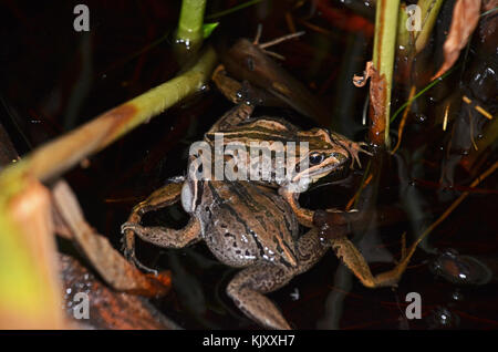 Deux hommes combattre dans les grenouilles des marais à rayures (Limnodynastes peronii), St Ives, Australie Banque D'Images