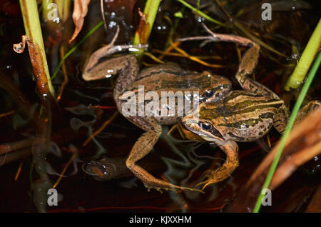 Deux hommes combattre dans les grenouilles des marais à rayures (Limnodynastes peronii), St Ives, Australie Banque D'Images