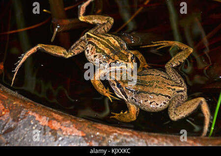 Deux hommes combattre dans les grenouilles des marais à rayures (Limnodynastes peronii), St Ives, Australie Banque D'Images