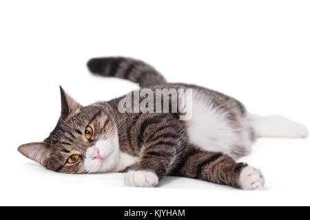 Gros, Gros chat gris couché paresseusement sur un fond blanc, isolé Banque D'Images