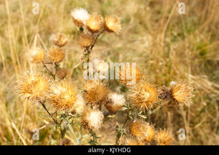 Le chardon de lait à l'automne prairie fermer Banque D'Images