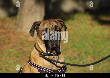 Portrait d'un cane corso chien avec des yeux tendres et la bouche remplie de bave Banque D'Images