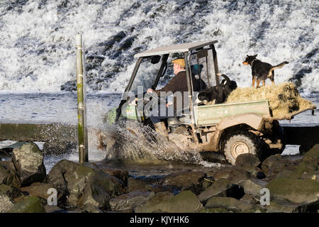 Kawasaki Mule 4010 4x4 véhicule tout terrain traverse le raz de Ford à Lopwell barrage sur la rivière Tavy dans la région de Devon, Royaume-Uni. Les chiens de la ferme à l'arrière. Banque D'Images