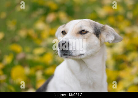 Portrait de plein air triste contre-race chien blanc contre l'arrière-plan d'automne dans le jardin de saison Banque D'Images