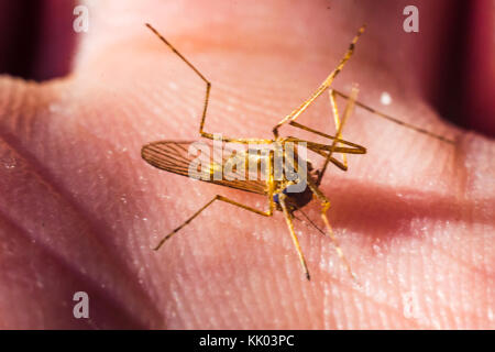 Moustiques morts sur la paume de votre main macro photo close-up Banque D'Images