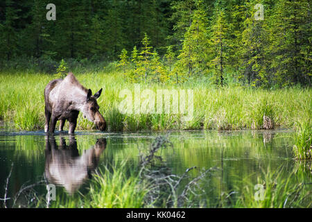 L'orignal mère dans un lac d'Alaska potable Banque D'Images