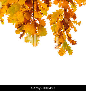 Arbre de chêne jaune feuilles isolées sur fond blanc, saison d'automne. photo naturel libre square tourné avec selective focus Banque D'Images