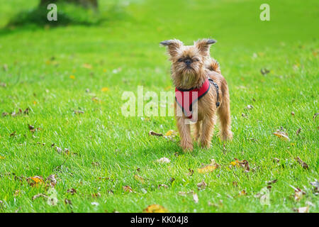 Cher chiot griffon de Bruxelles pose pour la caméra dans le jardin Banque D'Images