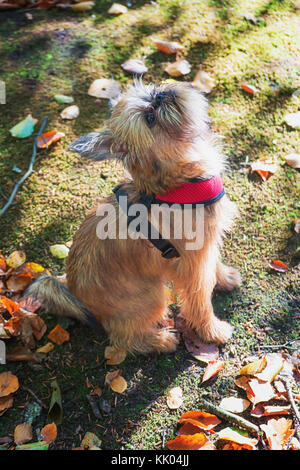 Cher chiot griffon de Bruxelles pose pour la caméra dans le jardin Banque D'Images