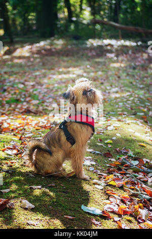Cher chiot griffon de Bruxelles pose pour la caméra dans le jardin Banque D'Images