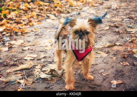 Cher chiot griffon de Bruxelles pose pour la caméra dans le jardin Banque D'Images