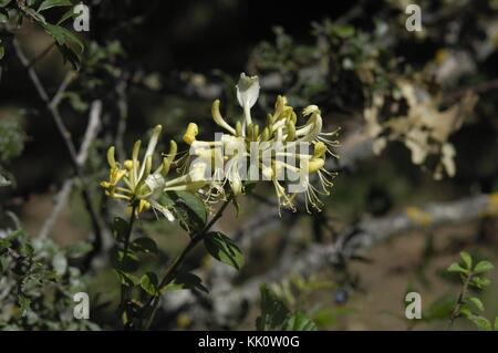 European Fly Honeysuckle - Swarf Honeysuckle - Fly Woodbine (Lonicera xylosteum) floraison en été Banque D'Images