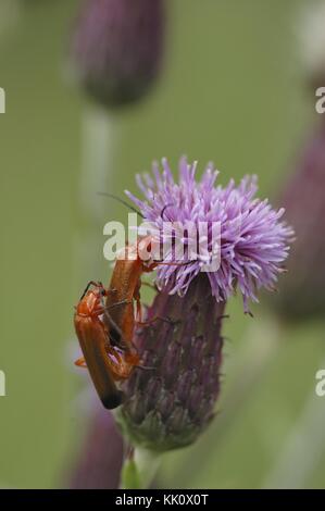 Beetle Soldier rouge commun - Beetle Bloodsucker - Beetle bonking de Hogweed (Rhonycha fulva) s'accouplant sur la fleur en été Banque D'Images