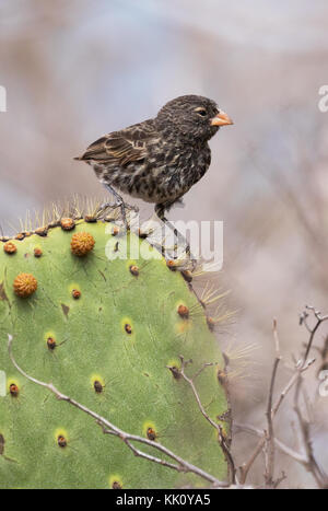 Darwins Finch - le finch commun de Cactus, ( Geospiza scandens ), sur le cactus, l'île de Rabida, les îles Galapagos Banque D'Images