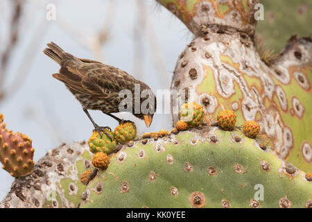 Darwins Finch - le finch commun de Cactus, ( Geospiza scandens ), sur le cactus, l'île de Rabida, les îles Galapagos Banque D'Images