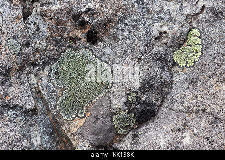 Les espèces de lichens poussant sur des rochers, le Parc National de Cajas, Equateur Amérique du Sud Banque D'Images