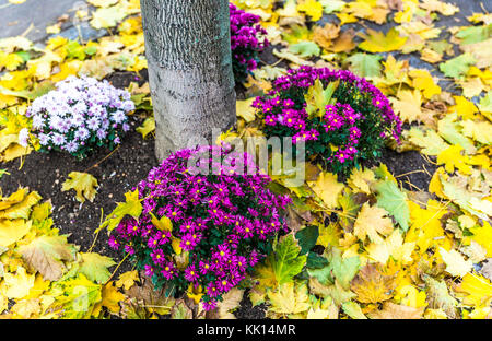 Un groupe de plantes ornementales et Dead feuilles jaunes sur la chaussée, Londres, Angleterre, Royaume-Uni. Banque D'Images