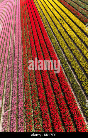 Vue aérienne du champs de tulipes en Hollande du Nord, Pays-Bas Banque D'Images