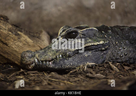 Osteolaemus Tetraspis Crocodile Nain Egalement Connu Sous Le Nom De Crocodile Nain D Afrique Photo Stock Alamy
