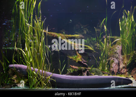 L'anguille électrique (Electrophorus electricus). Poissons tropicaux. Banque D'Images