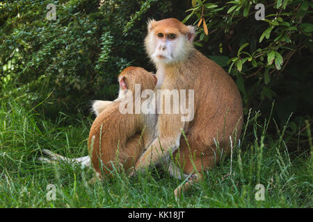 Singe Patas (Erythrocebus pata), également connu sous le nom de singe hussar qui nourrit son nouveau-né. Banque D'Images