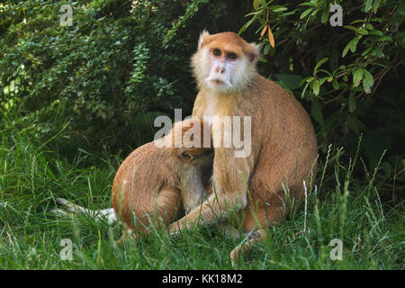 Singe Patas (Erythrocebus pata), également connu sous le nom de singe hussar qui nourrit son nouveau-né. Banque D'Images