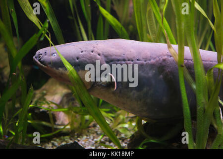 L'anguille électrique (Electrophorus electricus). Poissons tropicaux. Banque D'Images