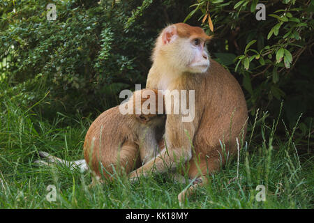 Singe Patas (Erythrocebus pata), également connu sous le nom de singe hussar qui nourrit son nouveau-né. Banque D'Images