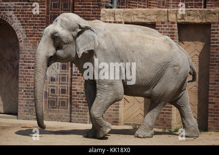 L'éléphant indien (Elephas maximus indicus) au zoo de Leipzig à Leipzig, Saxe, Allemagne. Banque D'Images