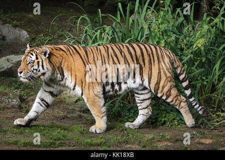 Tigre de Sibérie (Panthera tigris altaica), également connu sous le nom de l'Amur tiger.