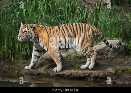 Tigre de Sibérie (Panthera tigris altaica), également connu sous le nom de l'Amur tiger. Banque D'Images