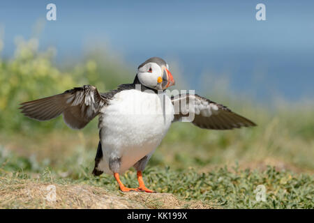 Macareux moine (Fratercula arctica) Comité permanent sur la bordure de la falaise, les ailes battantes, iles farne, Northumberland, England, UK. Banque D'Images