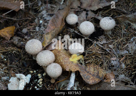 Colonie de champignons poussant sur sol forestier Banque D'Images