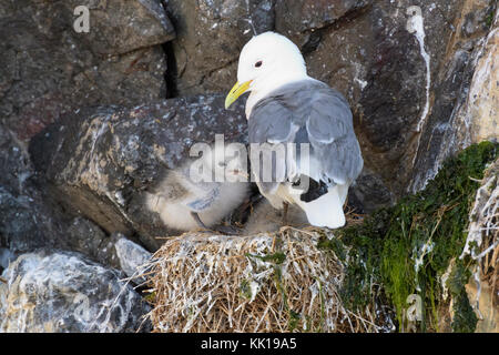 La mouette tridactyle (Rissa tridactyla) des profils avec des poussins au nid, sur la falaise rocheuse, iles farne, Northumberland, England, UK Banque D'Images