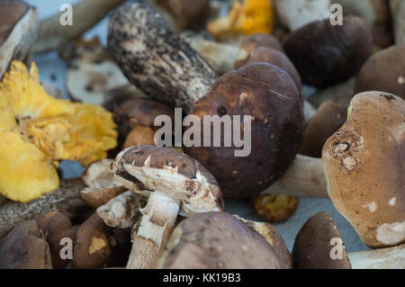 Les différentes entrées de champignons comestibles disposés sur une serviette de papier Banque D'Images