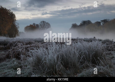 Un matin glacial froid à l'aube Bushy Park, London, UK. une couverture de brume, les arbres d'automne et de l'herbe couverte de givre blanc cristallin. Banque D'Images