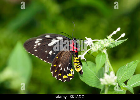 Close-up of cites cairns alimentation papillon sur une fleur, dans le sanctuaire des papillons australien, Kuranda, Queensland. Banque D'Images