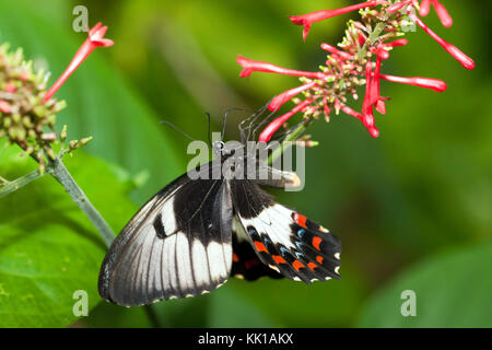 Verger swallowtail butterfly à l'Australian Butterfly Sanctuary, Kuranda. Banque D'Images