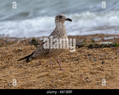 European herring gull juvénile standing on beach Banque D'Images