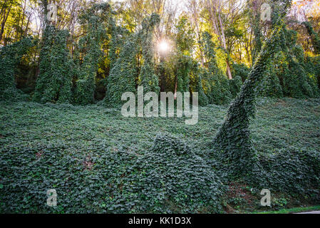 La vigne envahissante de Kudzu envahit le parc national des Great Smoky Mountains, en Caroline du Nord. Banque D'Images