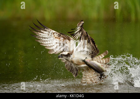 Pêche osprey Banque D'Images