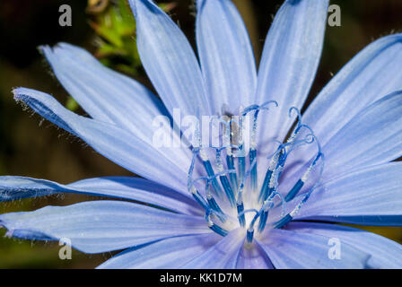 Fleur de chicorée commune, Cichorium intybus Banque D'Images